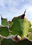 Agave oteroi Rare Toothy Agave - Paradise Found Nursery
