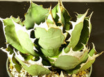 Agave oteroi Rare Toothy Agave - Paradise Found Nursery