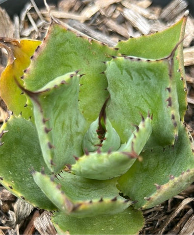 Agave potatorum 5" - Paradise Found Nursery
