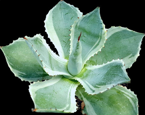 Agave potatorum 'Tradewinds' 5" Variegated Agave