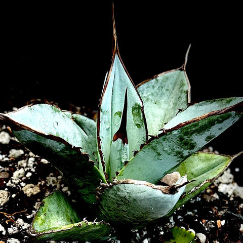 Agave titanota Rancho Tamboro 1 gallon