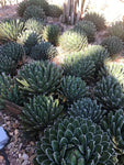 Queen Victoria agave victoria-reginae in Sonoran Desert Museum