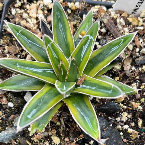 Agave victoria reginae Yellow Margins 4"