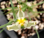 Albuca bracteata