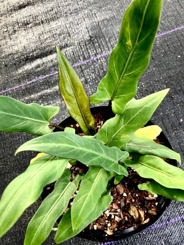 Alocasia lauterbachiana Large Growing Aroid House Plant - Paradise Found Nursery