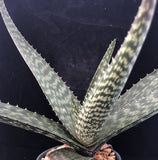 Aloe aff striata hybrid 5"