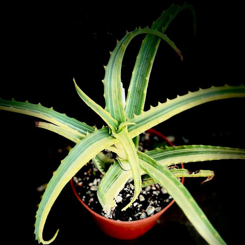 Aloe arborescens variegated 6" Rare Variegated Torch  Aloe