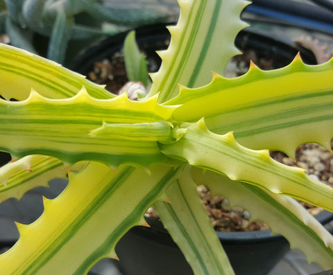Aloe arborescens variegated 5"