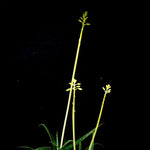 Aloe bakeri 6"/1 gallon, Yellow Flower, Madagascar Dwarf - Paradise Found Nursery