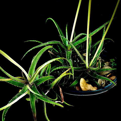 Aloe bakeri 6"/1 gallon, Yellow Flower, Madagascar Dwarf - Paradise Found Nursery