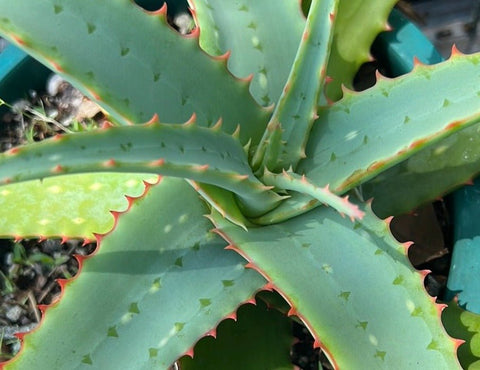 Aloe Blue Sky | Aloe suprafoliata x sinkatana hybrid | Blue Succulent ! - Paradise Found Nursery