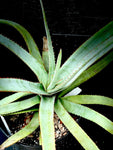 Aloe capitata ssp quartzicola Madagascar Aloe Seed Grown