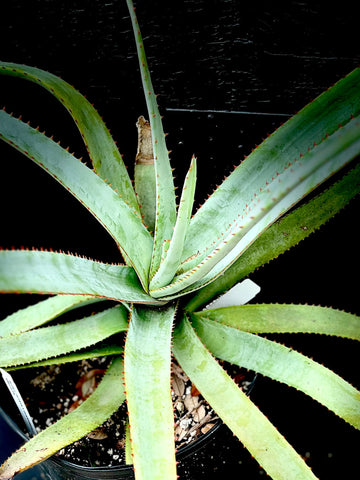 Aloe capitata ssp quartzicola LARGE 2 gallon - Paradise Found Nursery