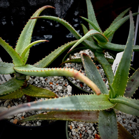 Aloe capitata v quartziticola Hybrids 4" Open Pollination