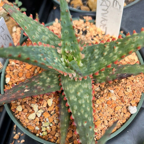 Aloe Carmine 4" Hybrid Dwarf Aloe