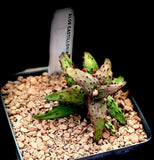 Aloe castilloniae 4” pots