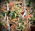 Aloe castilloniae 4” pots