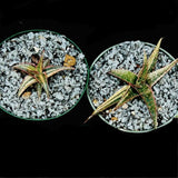 Aloe Christmas Carol VARIEGATED Very Rare Variegated Aloe Hybrid