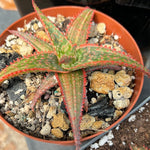 Aloe Christmas Carol VARIEGATED Very Rare Variegated Aloe Hybrid - Paradise Found Nursery