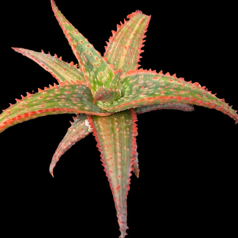 Aloe Christmas Carol VARIEGATED Very Rare Variegated Aloe Hybrid - Paradise Found Nursery