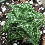 Aloe descoingsii 3"