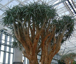 Large aloe dichotoma quiver tree
