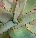 Aloe divaricata 1 gallon/6" - Paradise Found Nursery
