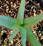 Aloe divaricata 1 gallon/6" - Paradise Found Nursery
