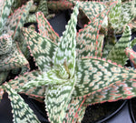 Aloe Firecracker 4"