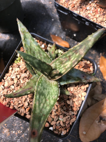 Aloe fragilis Dwarf Madagascar Aloe Paradise found nursery
