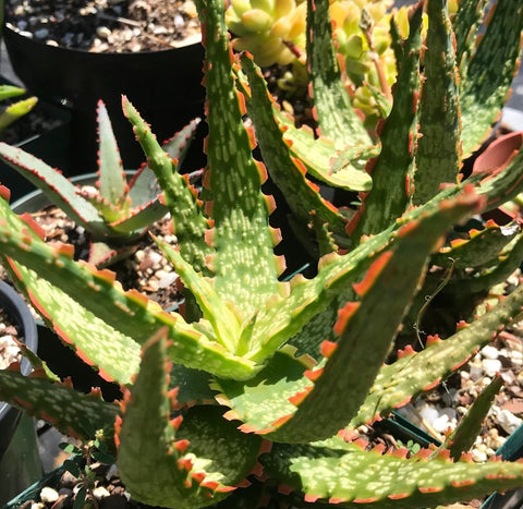 Aloe 'Gargoyle' 4" Rare Karen Zimmerman Aloe Hybrid