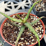 Aloe 'Gargoyle'  Rare Karen Zimmerman Aloe Hybrid