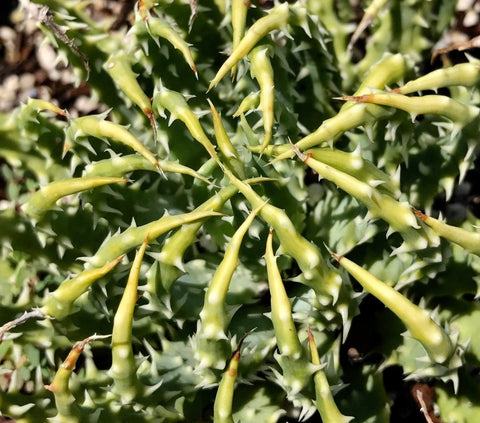 Aloe humilis v. echinata 3" Hedgehog Aloe Dwarf Succulent - Paradise Found Nursery