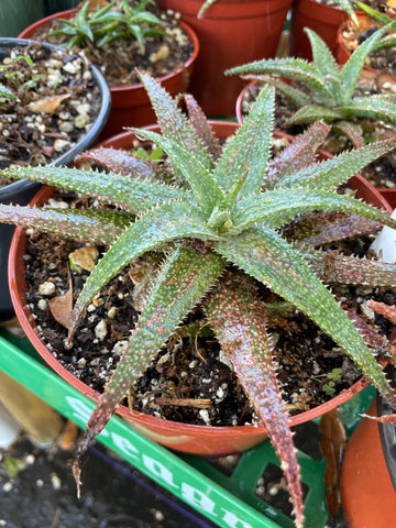 Aloe hybrid Baby Boy Blue 4”