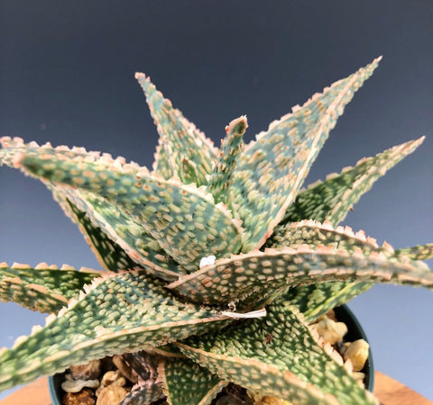 Aloe hybrid Bright Ember 4" - Paradise Found Nursery