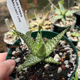 Aloe Hybrid 'Brilliant Lime" 4" pots