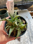 Aloe Hybrid 'Brilliant Lime" 4" pots