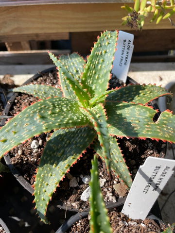 Aloe Hybrid 'Button Frizz' Exclusive Paradise Found Nursery Aloe Hybrid Series