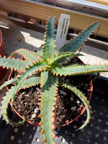 Aloe Hybrid 'Cannibal Whorl' Exclusive Paradise Found Nursery Aloe Hybrid Series