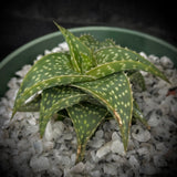 Aloe hybrid 'Cha-Cha' 4”