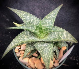 Aloe hybrid 'Cha-Cha' 4” Mini Aloe Hybrid - Paradise Found Nursery