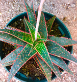 Aloe hybrid 'Christmas Carol' 4"
