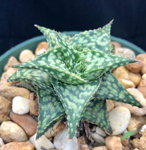 Aloe hybrid 'David Grigsby' 4" - Paradise Found Nursery