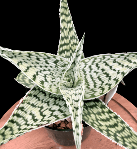 Aloe hybrid 'Delta Lights' 4" pots White Aloe