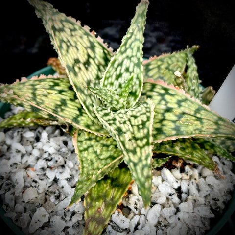 Aloe hybrid 'Doran Black' Dwarf Aloe Hybrid