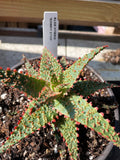 Aloe Hybrid "Downy Stud"  Exclusive Paradise Found Nursery Aloe Hybrid Series