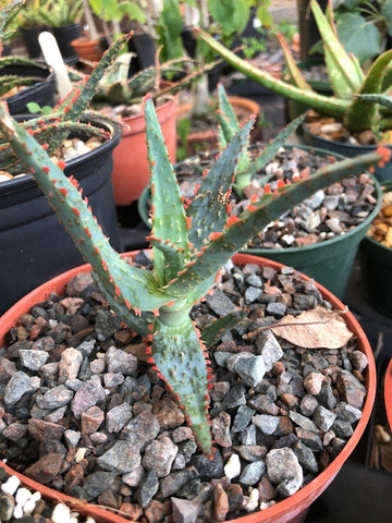 Aloe hybrid Dracula 4" - Paradise Found Nursery