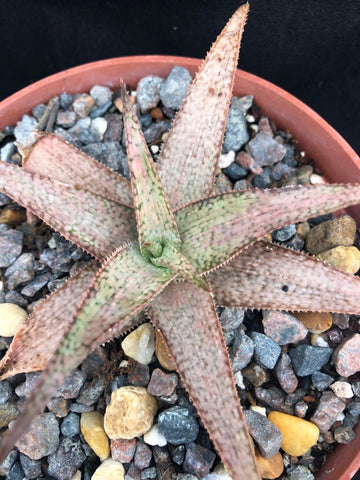 Aloe hybrid 'Flesh Gordon' 5" pot - Paradise Found Nursery