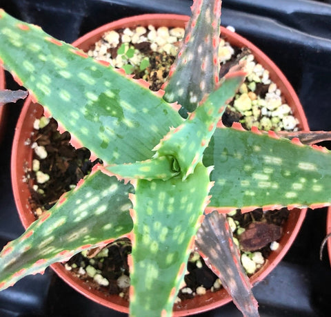 Aloe hybrid 'Fragilis' 3" - Paradise Found Nursery
