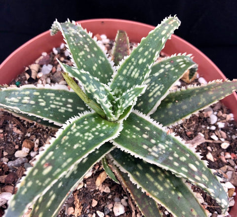 Aloe hybrid 'Frilly Thing' 4” pots Unknown Aloe hybrid